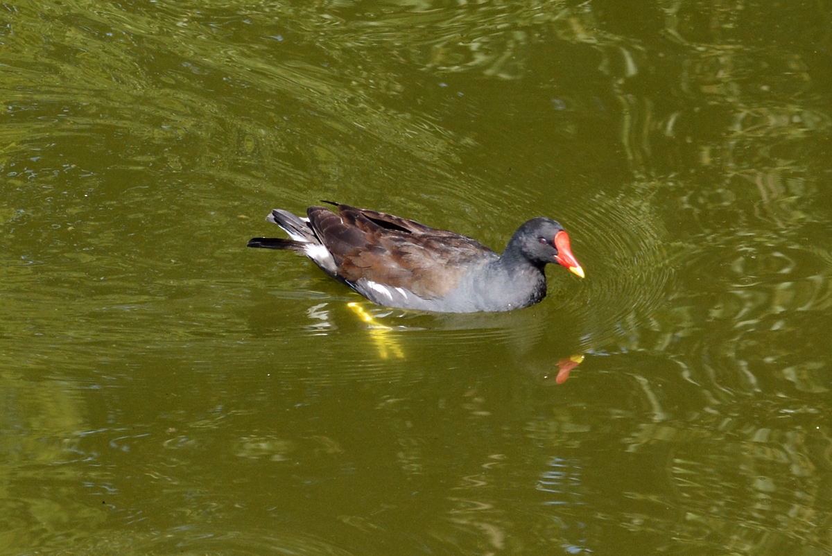 Teichhuhn im Wasser - 31.07.2015