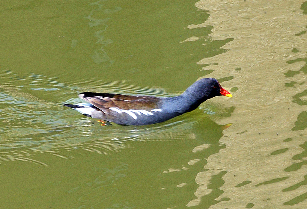 Teichhuhn im Wassergraben von Schloss Gracht in Erftstadt-Liblar - 17.04.2014