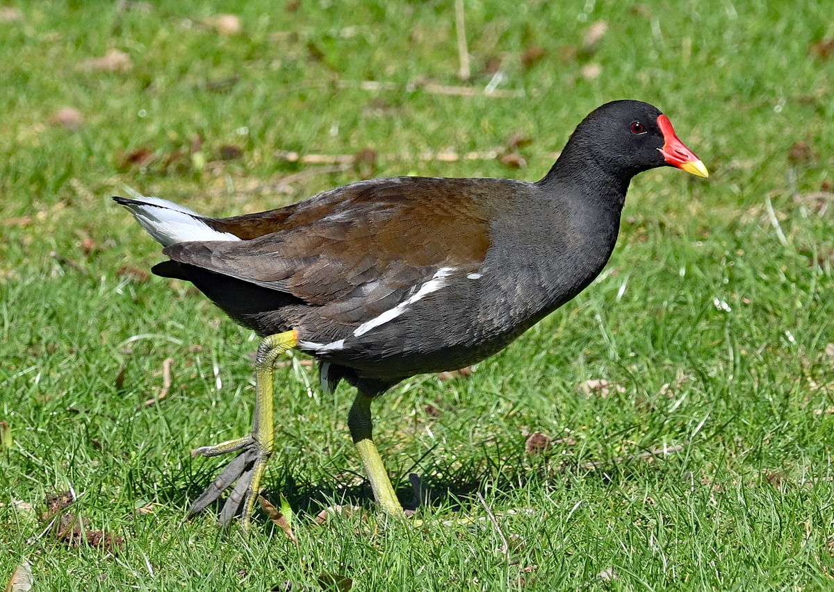 Teichralle (Teichhuhn) beim Landgang im Freizeitpark Rheinbach - 04.04.2023