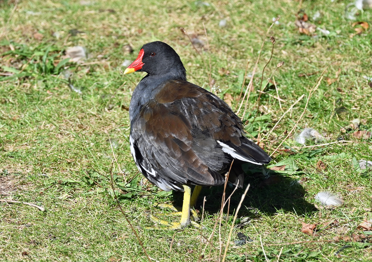 Teichralle (Teichhuhn) im Freizeitpark Rheinbach - 10.09.2020