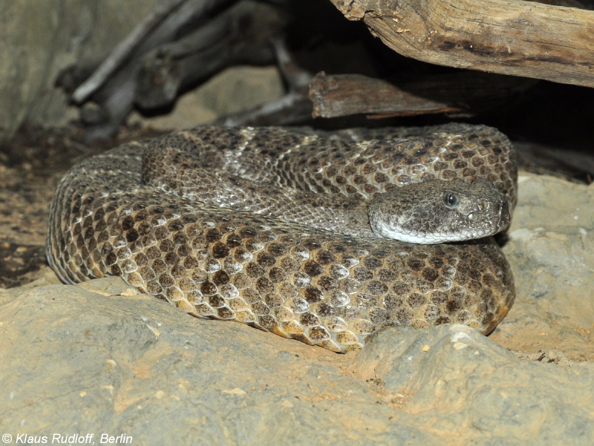 Texas-Klapperschlange oder Westliche Diamantklapperschlange (Crotalus atrox) im Zoo und Botanischen Garten Pilsen (Plzen, Juni 2015). 