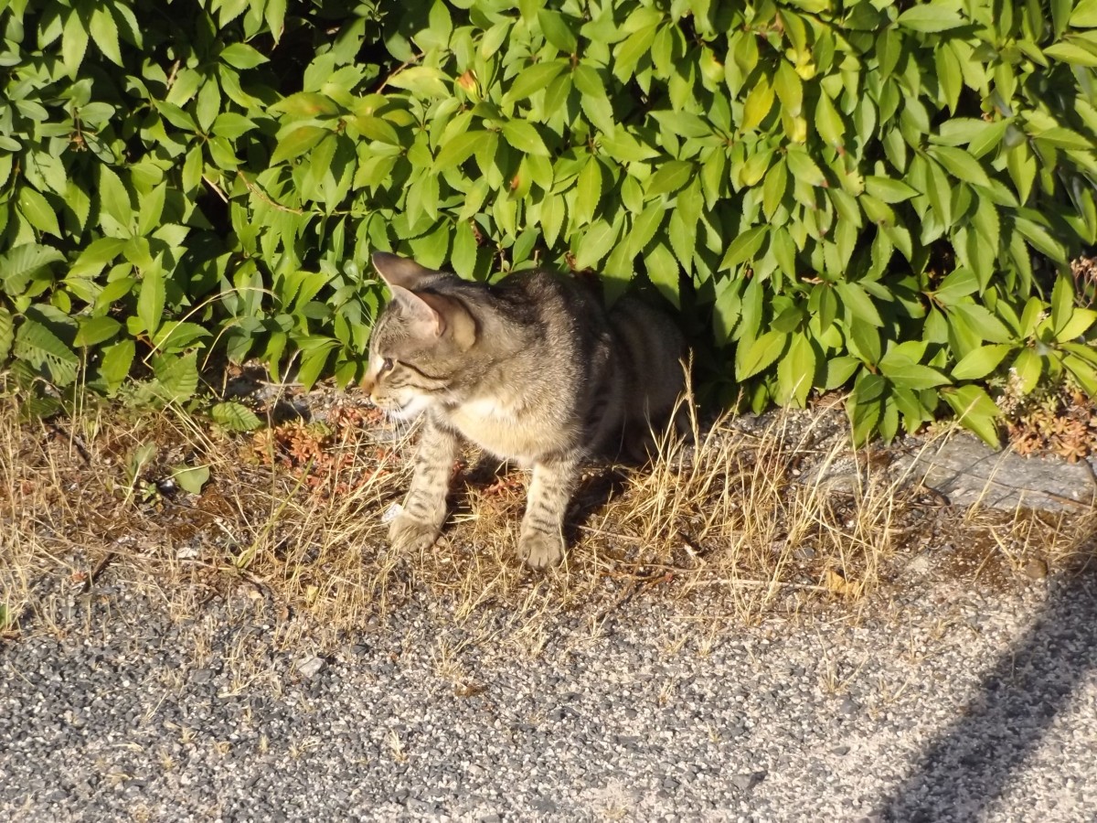  Therapiekater  Sherry hat was entdeckt. Leipzig-Probstheida 11.07.2015