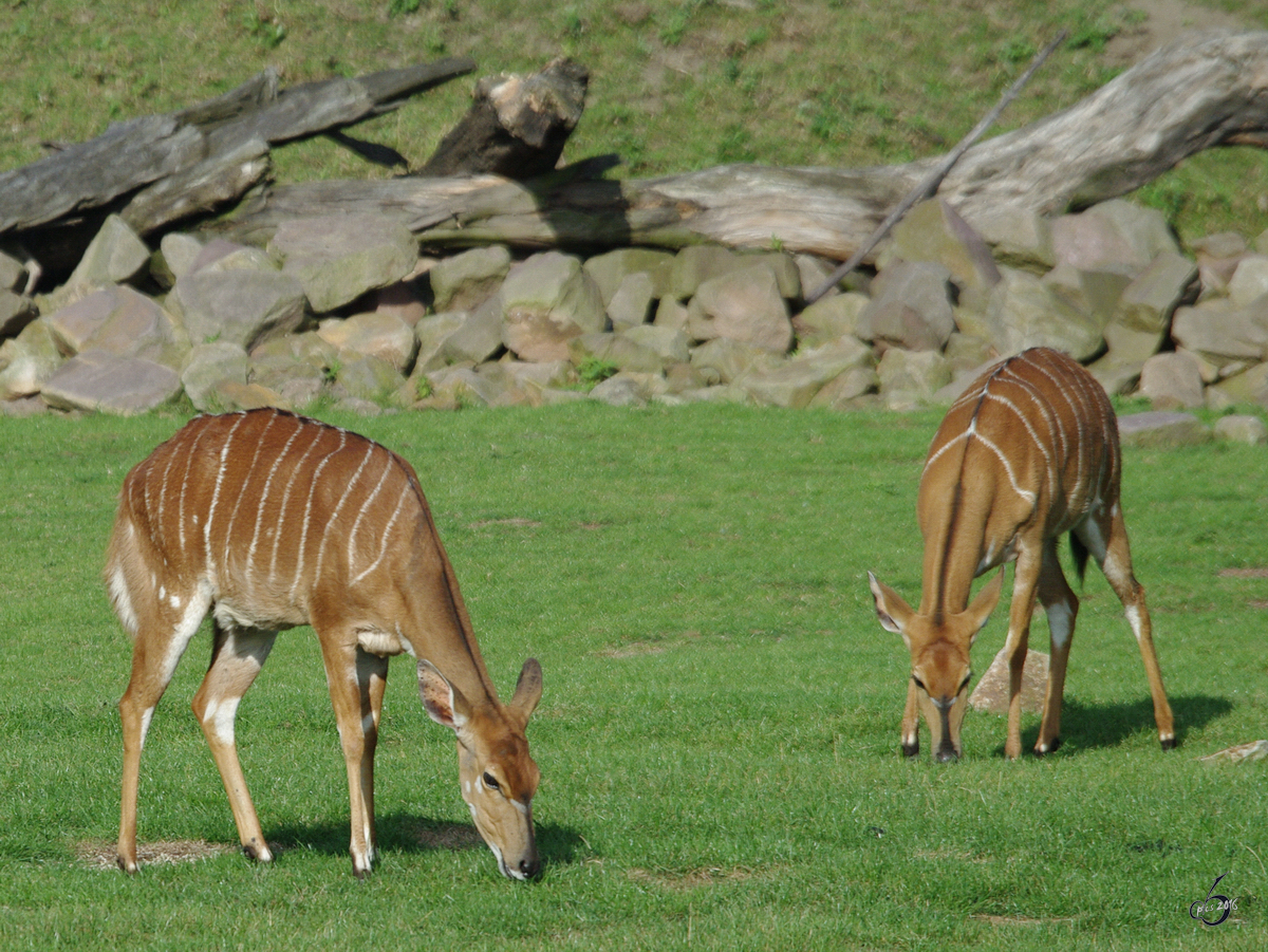 Tiefland-Nyala´s im Zoom Gelsenkirchen. (September 2009)