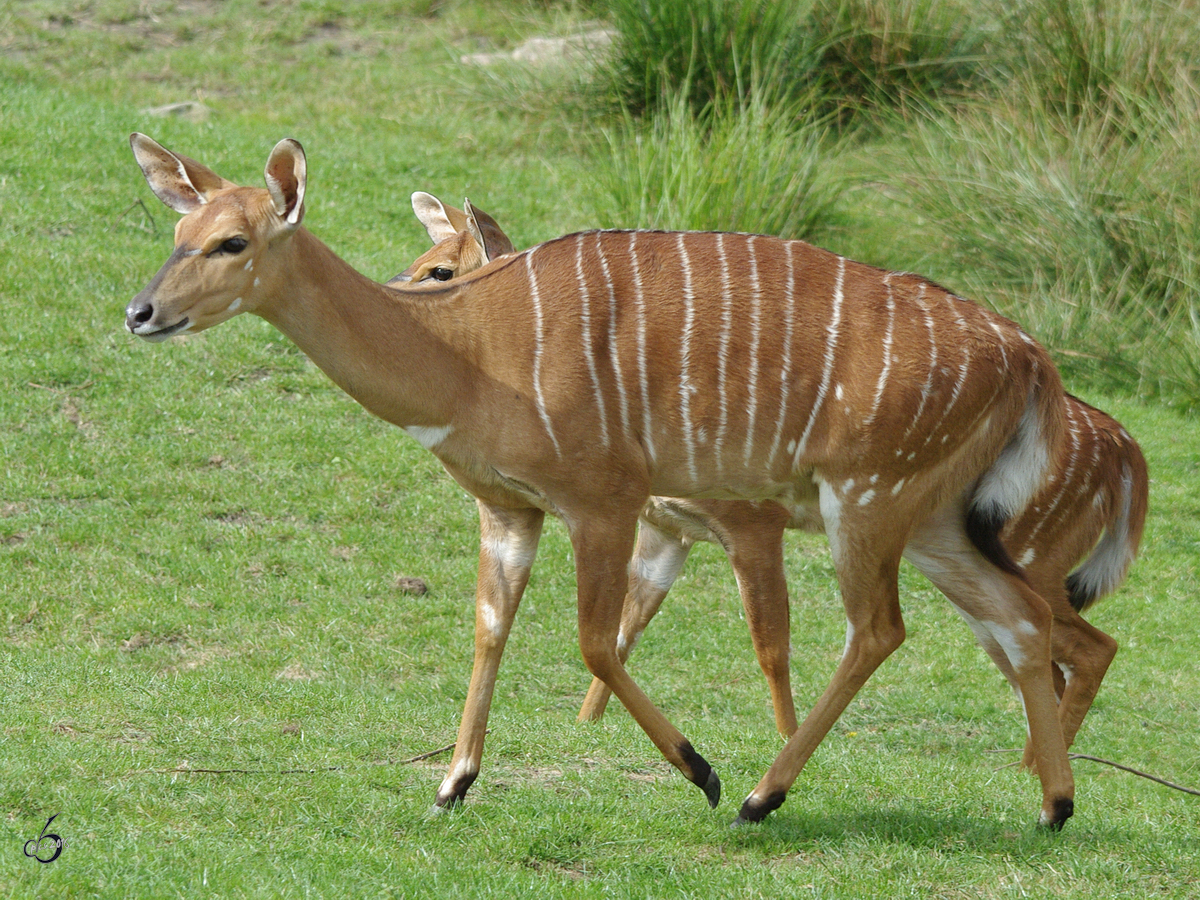 Tiefland-Nyala´s im Zoom Gelsenkirchen. (September 2009)