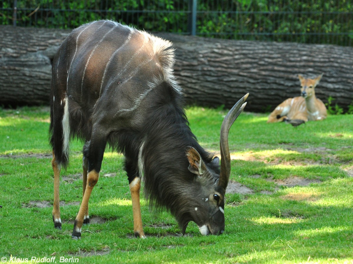 Tieflandnyala (tragelaphus angasi). Mnnchen, im Hintergrund Weibchen im Zoo Berlin (Juli 2015).