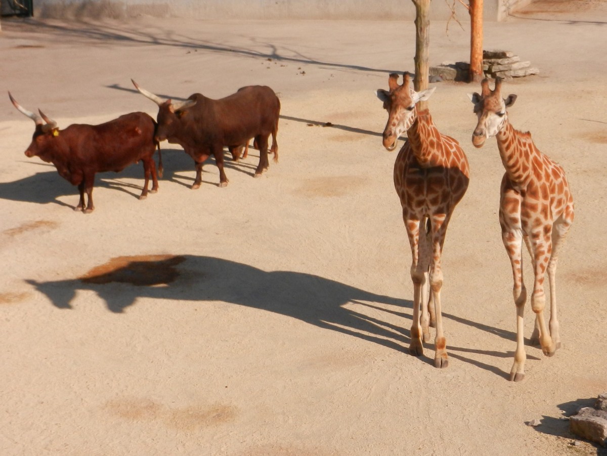 Tierpaare Parade. Watussirinder und Giraffen in Knies Kinderzoo. Der Zoo ist ein zoologischer Garten in Rapperswil-Jona, Schweiz, der 1962 erffnet wurde. Er gehrt zum schweizerischen Traditionszirkus Knie - 20.03.2014