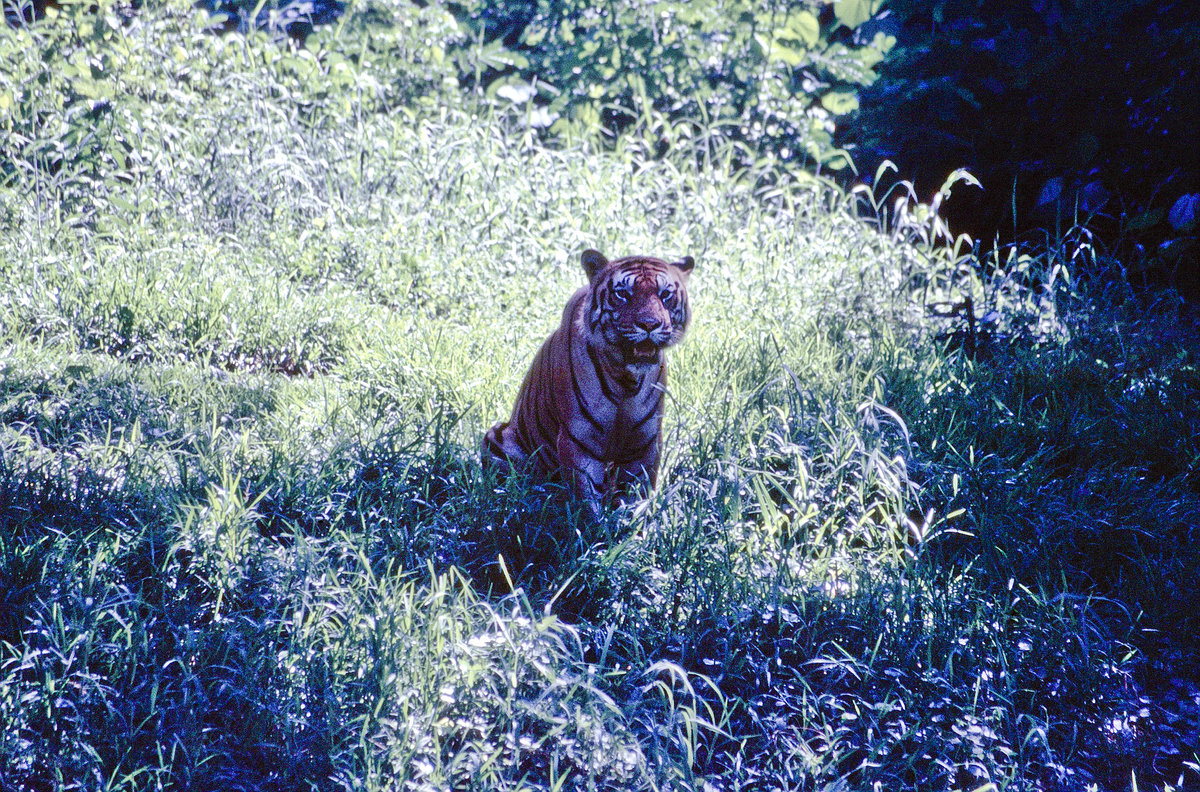 Tiger im Bandhavgarh Nationalpark in Indien. Bild vom Dia. Aufnahme: Oktober 1988.