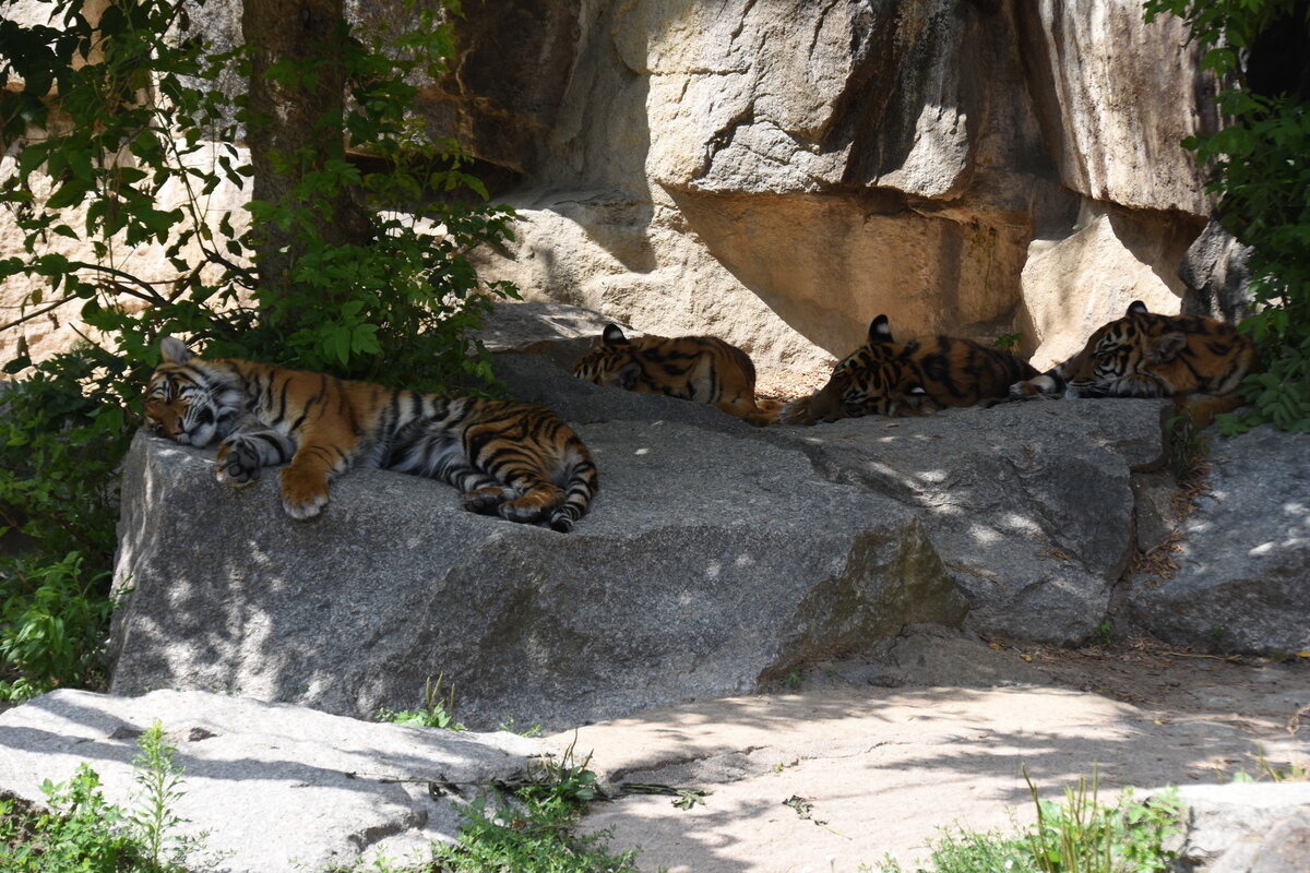 Tiger im Tierpark Berlin (BERLIN/Deutschland, 21.06.2019)