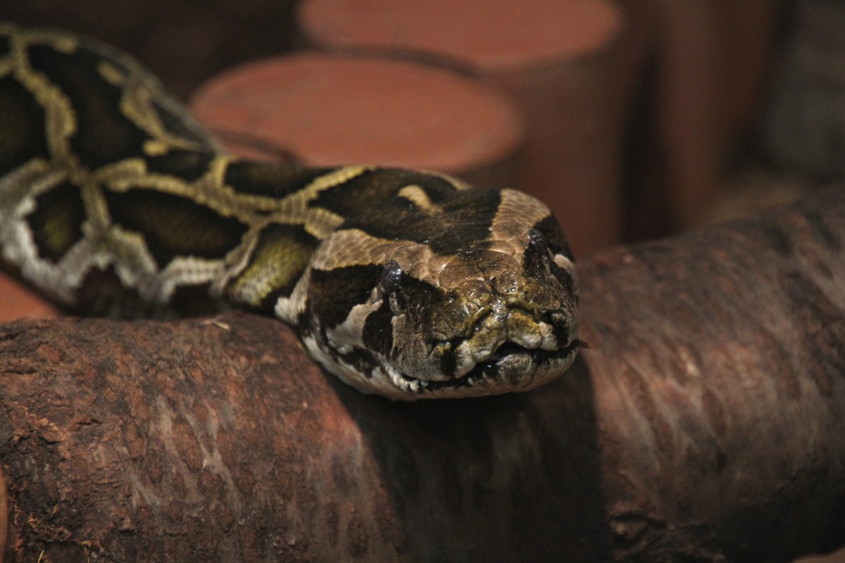 Tigerpython (Python molurus) am 11.7.2010 im Reptilienhaus Unteruhldingen.