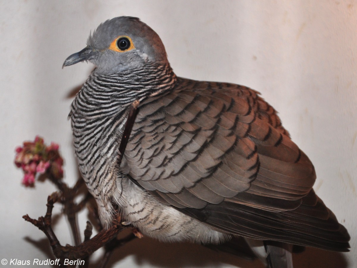 Timortubchen (Geopelia maugeus) auf der Landesvogelschau Recklinghausen (Januar 2014).