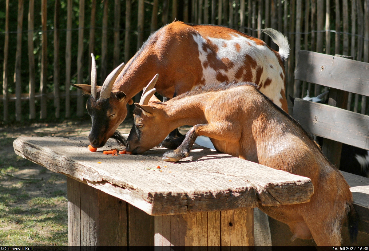 Tischmanieren wollen gelernt sein...
Zwergziegen (Capra aegagrus hircus) im Streichelgehege des Zoo Aschersleben.

🕓 16.7.2022 | 16:38 Uhr