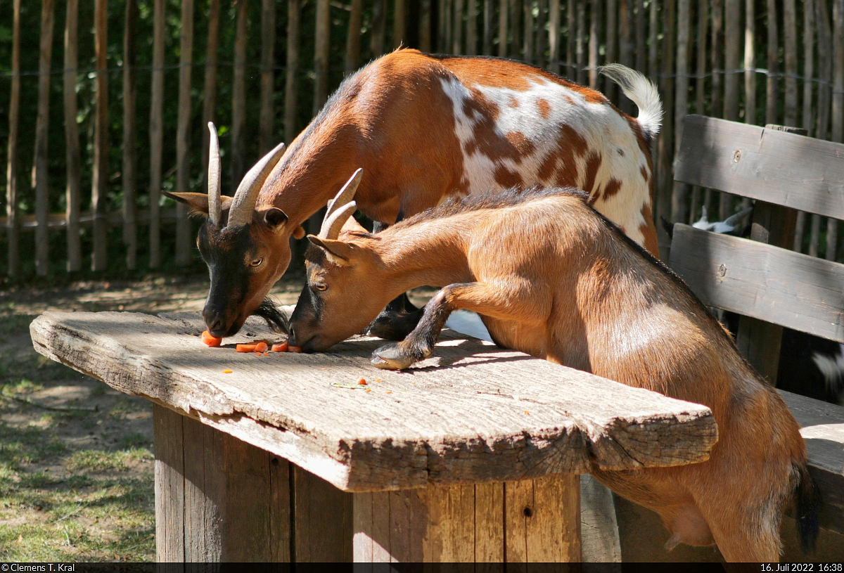 Tischmanieren wollen gelernt sein...
Zwergziegen (Capra aegagrus hircus) im Streichelgehege des Zoo Aschersleben.

🕓 16.7.2022 | 16:38 Uhr