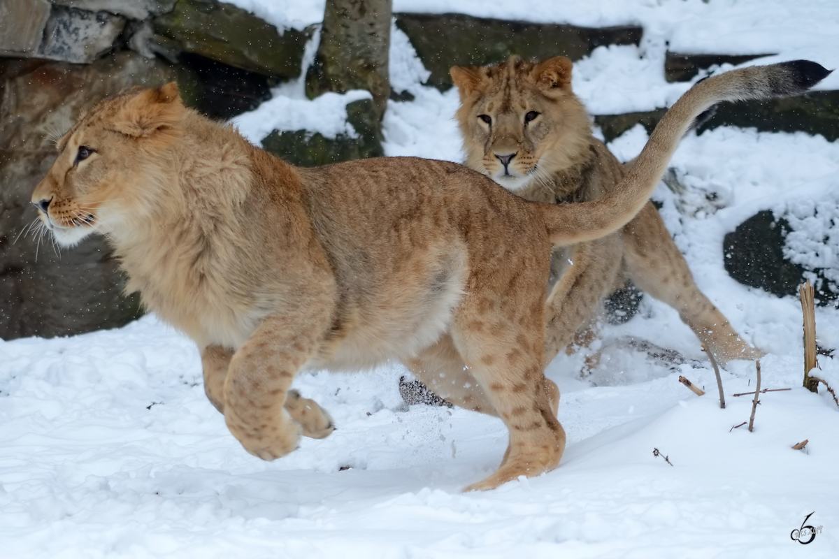 Tobende Berberlwen im Zoo Dortmund. (Februar 2013)