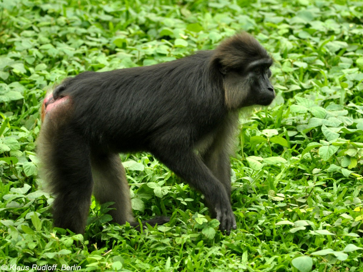 Tonkean-Makak (Macaca tonkeana) im Zoo Jakarta (November 2013).