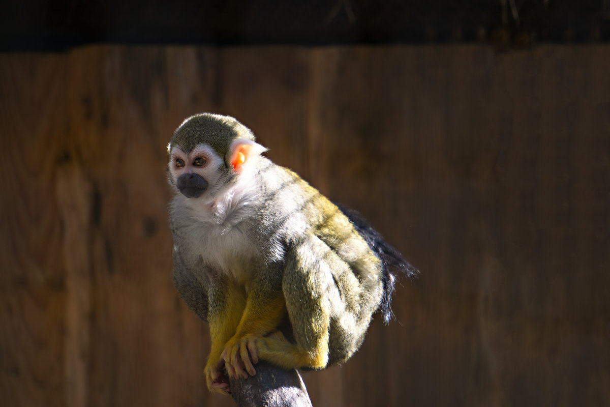 Totenkopfaffe aufgenommen im Tierpark Germendorf am 18.04.2019