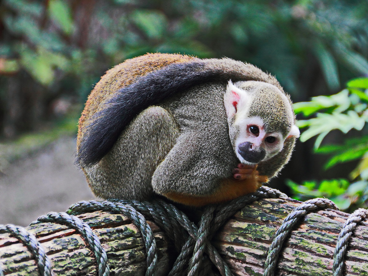 Totenkopfaffe im Zoo von Leipzig am 10. Mrz 2017 im Gondwanaland.