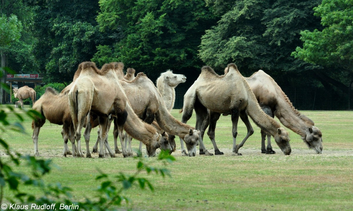 Trampeltiere (Camelus ferus f. bactrianus) im Tierpark Berlin (August 2015)