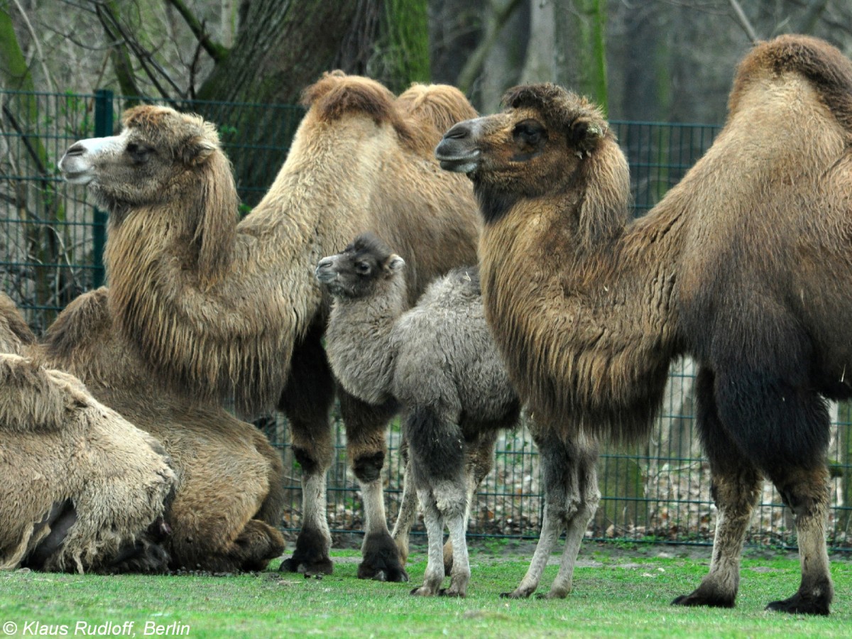 Trampeltiere mit Jungem (Camelus ferus f. bactrianus) im Tierpark Berlin
