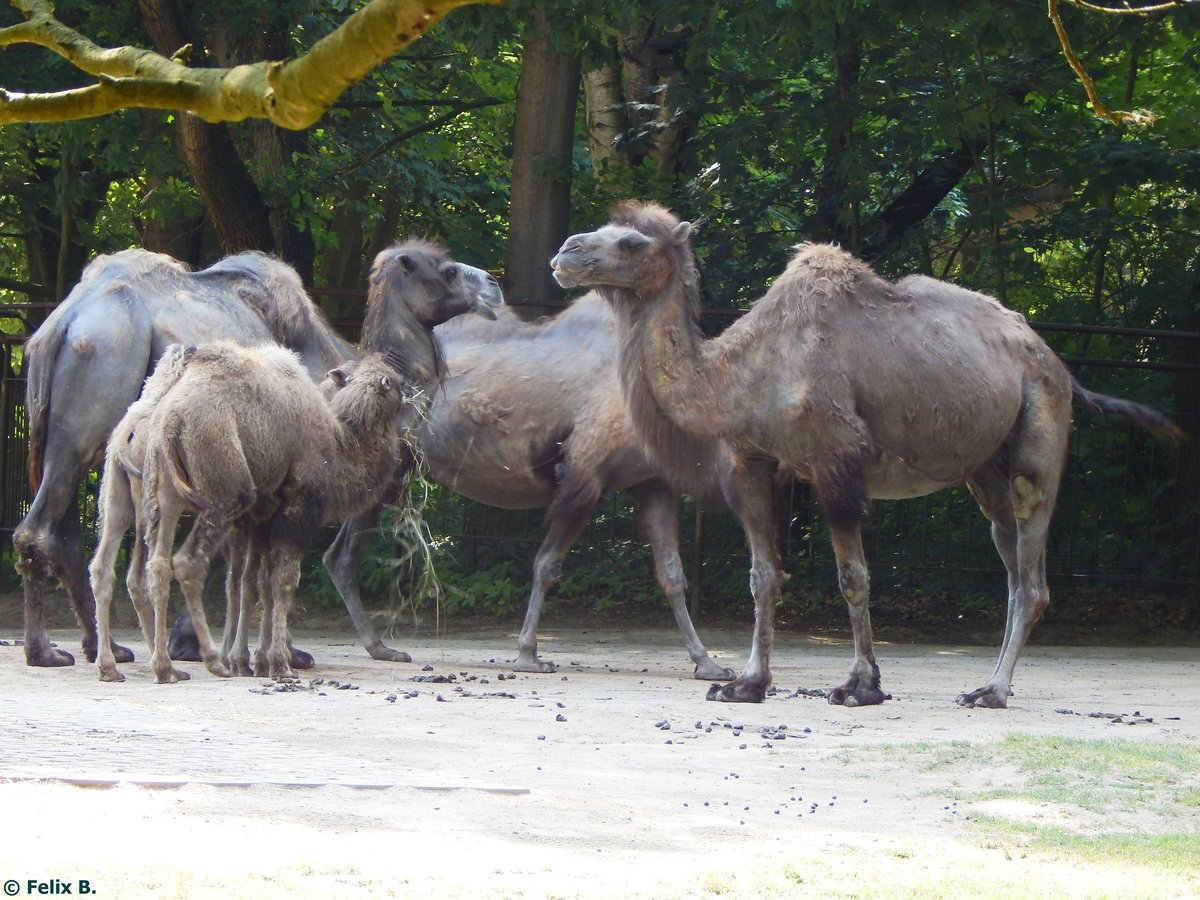 Trampeltiere im Rostocker Zoo am 02.06.2016