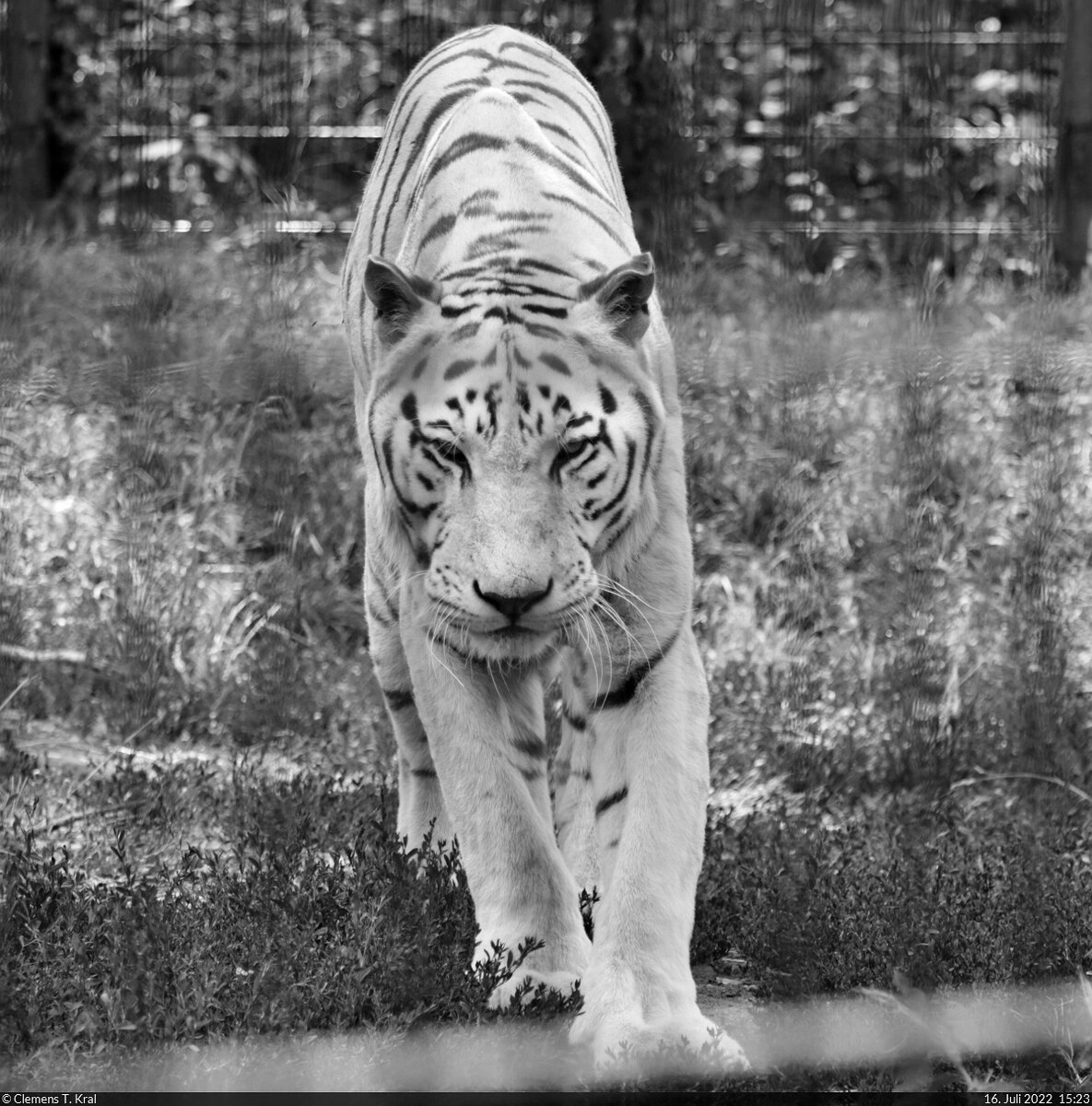 Trauer um Tigermännchen Karim: Am 20.9.2022 hat der Zoo Aschersleben seinen letzten weißen Tiger verloren. Nachdem es ihm in den letzten Tagen merklich schlechter ging, musste er nach Beratungen der Zoomitarbeiter eingeschläfert werden, um ihm weitere Leiden zu ersparen.
Damit geht eine Ära zu Ende. Seit 2006 waren die Weißen Tiger das Aushängeschild des Zoos. Vor zwei Monaten hatte ich Karim nach langer Zeit noch einmal besucht. Bereits da war er nicht mehr fit auf den Beinen. Mach's gut, Großer.

🕓 16.7.2022 | 15:23 Uhr