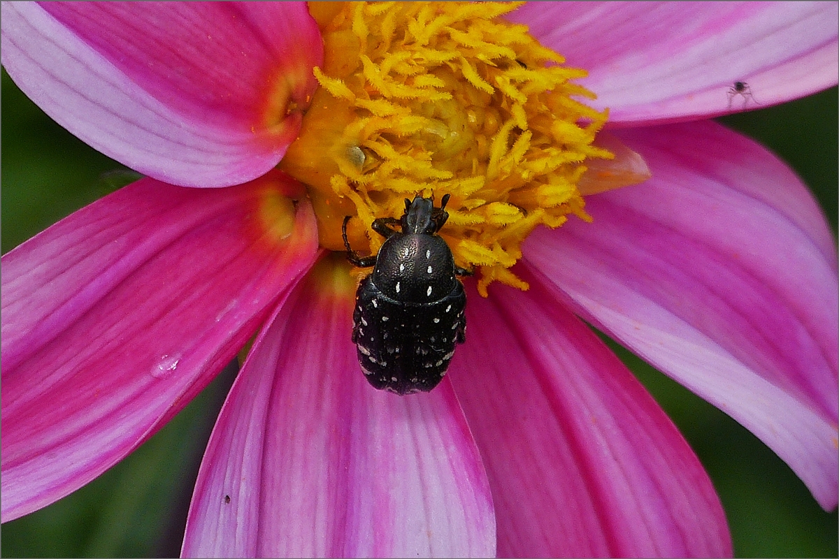 Trauerrosenkäfer auf einer Dahlienblüte in unserem Garten. 14.07.2020