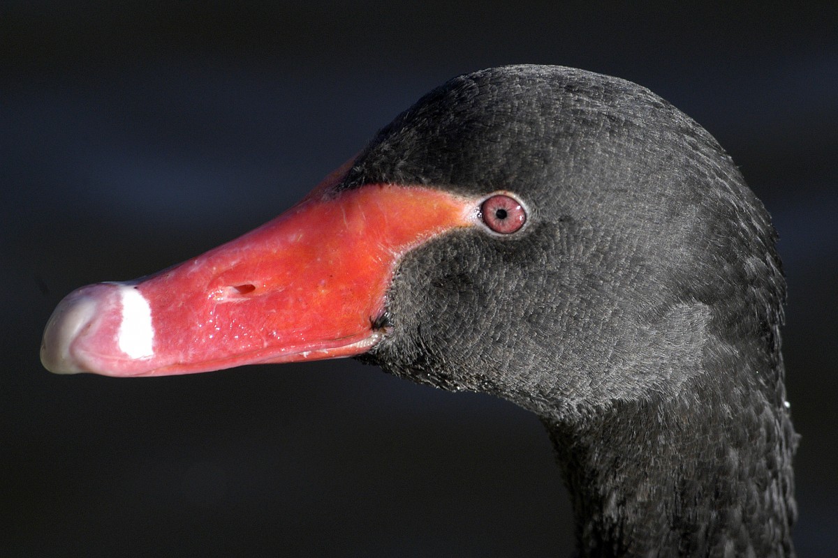 Trauerschwan (Cygnus atratus).

Aufnahmedatum: 1. April 2008.