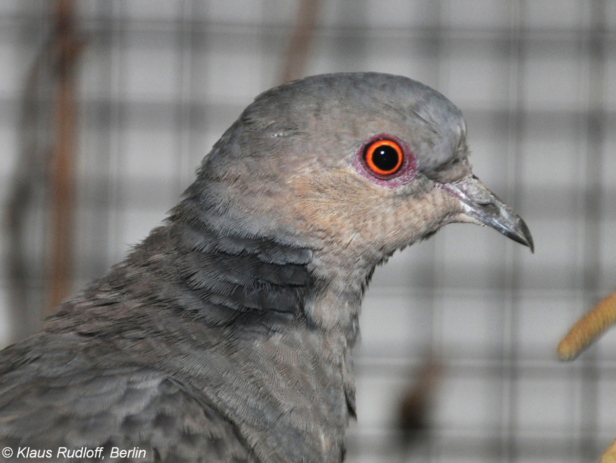 Trauerturteltaube (Streptopelia lugens) auf der Landesvogelschau Recklinghausen (Januar 2014).