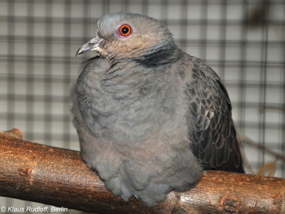 Trauerturteltaube (Streptopelia lugens) auf der Landesvogelschau Recklinghausen (Januar 2014).