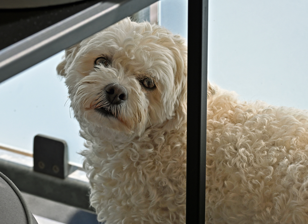 Treuer Blick eiiner kleinen Hundedame - 17.07.2022