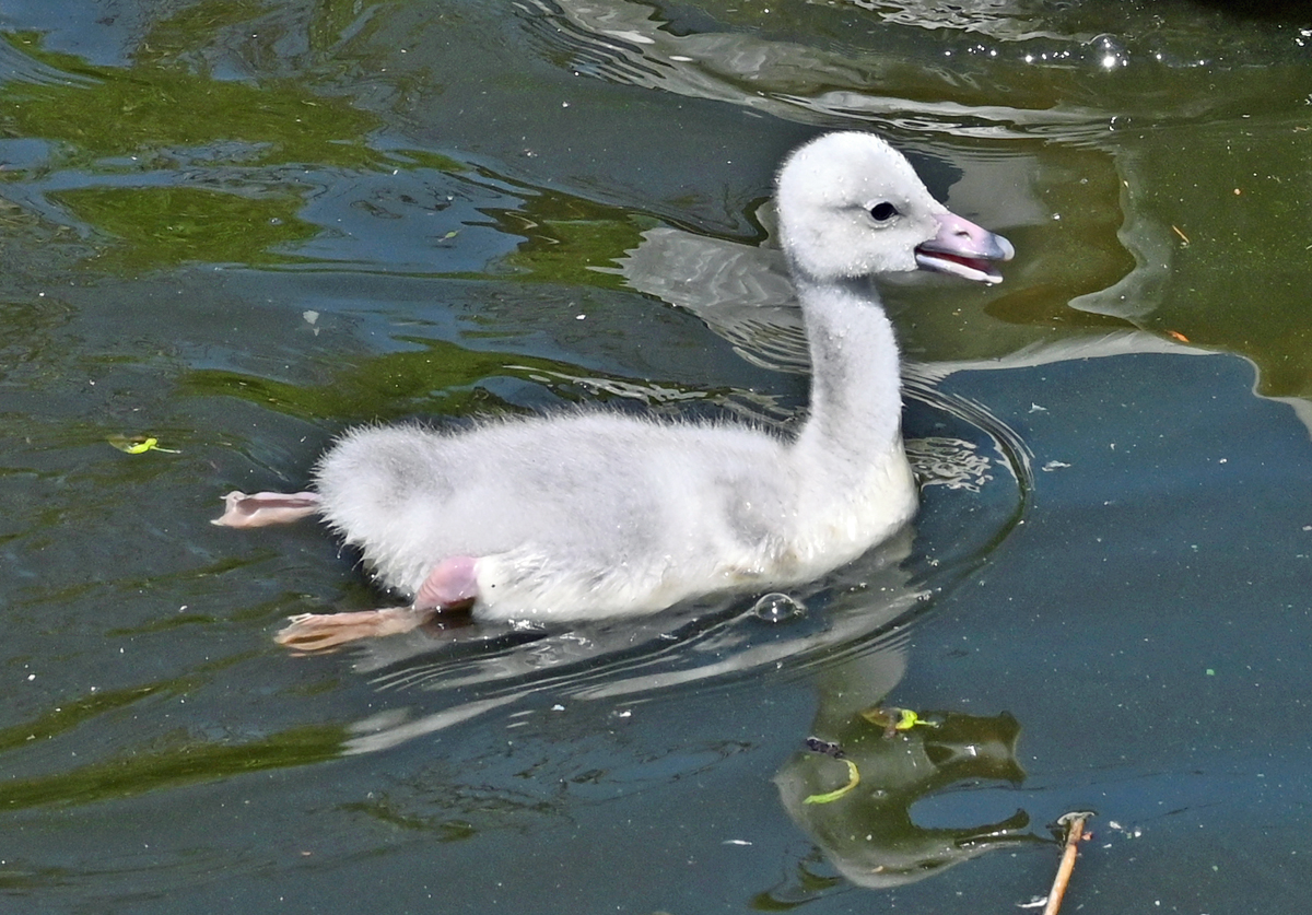 Trompeterschwan-Kken im Klner Zoo - 16.06.2022