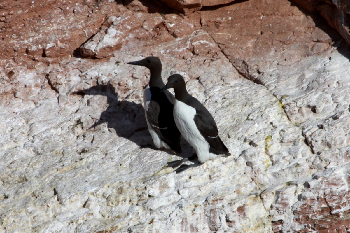 Trottellummen am Lummenfelsen von Helgoland; 07.06.2015