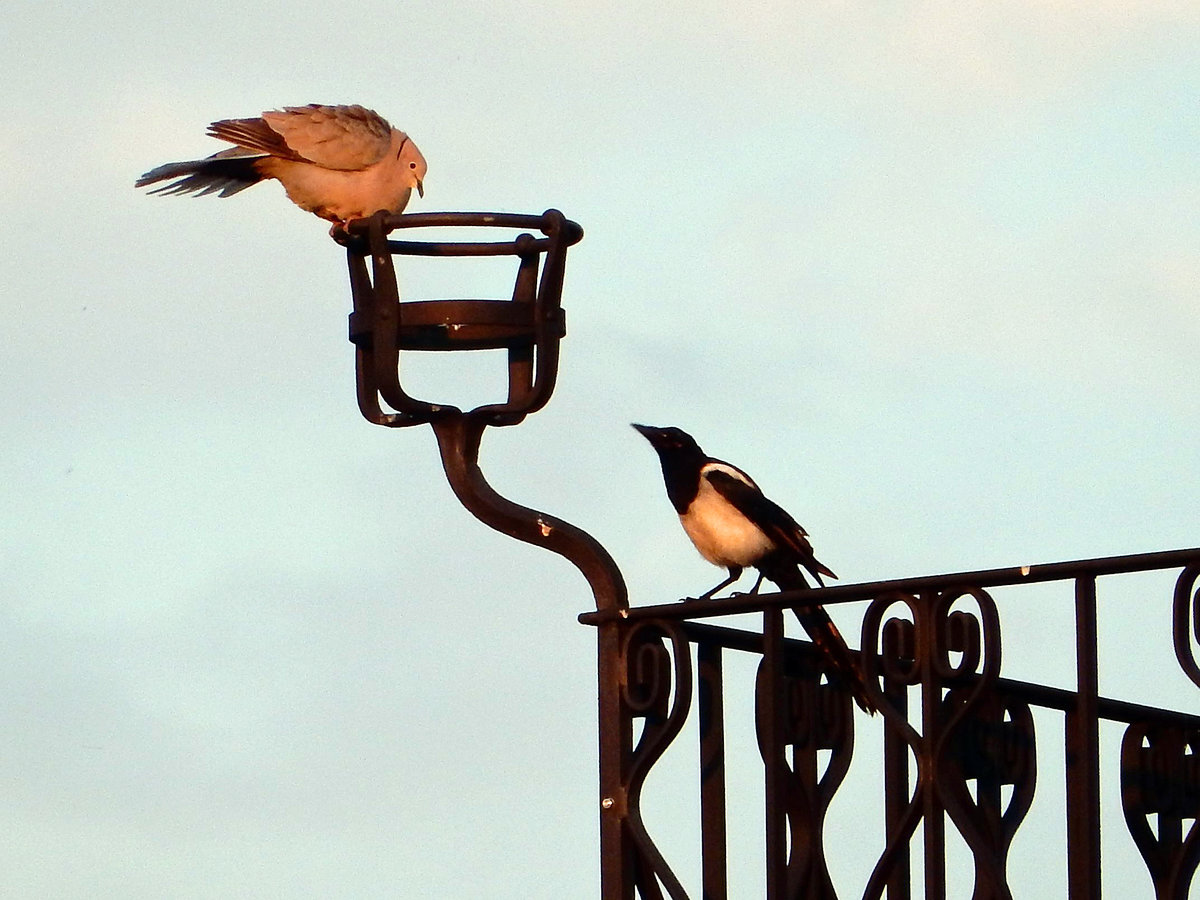 Trkentaube und Elster in der Abendsonne - 01.07.2016