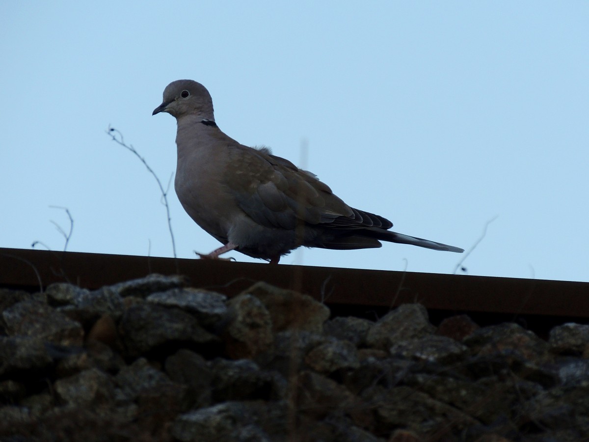 Trkentaube (Streptopelia decaocto), maschiert am Schienenweg d. Hausruckbahn; 140311