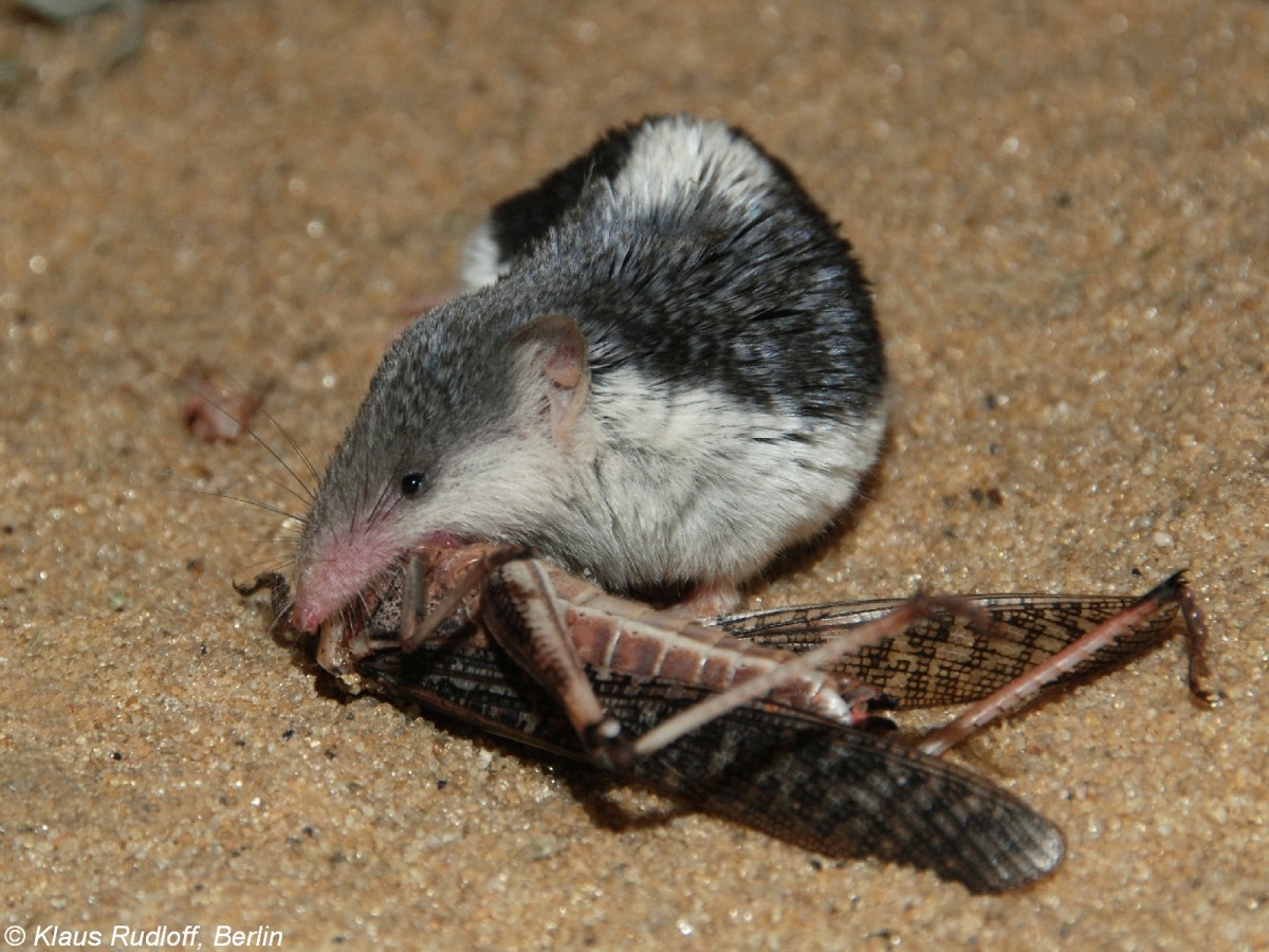 Turkestan-Wstenspitzmaus oder Asiatische Schabrackenspitzmaus (Diplomesodon pulchellum) im Zoo Moskau (2008).