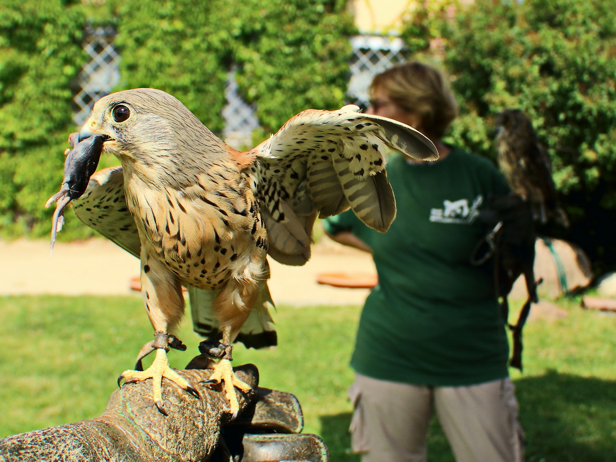 Turmfalke am 04. August 2017 auf den Falkenhof Ravensberg in Potsdam.