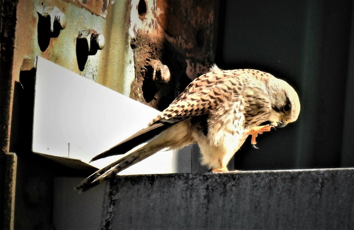 TURMFALKE BEI DER KRALLENSUBERUNG
Den Turmfalken konnte ich bei seiner Krallenreinigung an einem Industriegebude nahe der Bahnstrecke SIEGEN-BETZDORF in Niederschelden/Sieg am 17.4.22 beobachten....