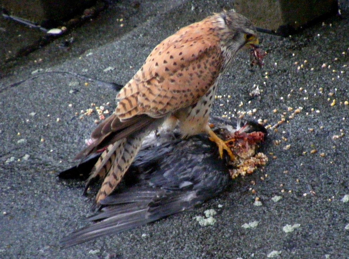 Turmfalke (Falco tinnunculus) beim fressen einer Strassentaube (Columba livia domestica) auf einem Dach im Zentrum Geras am 3.6.2008
