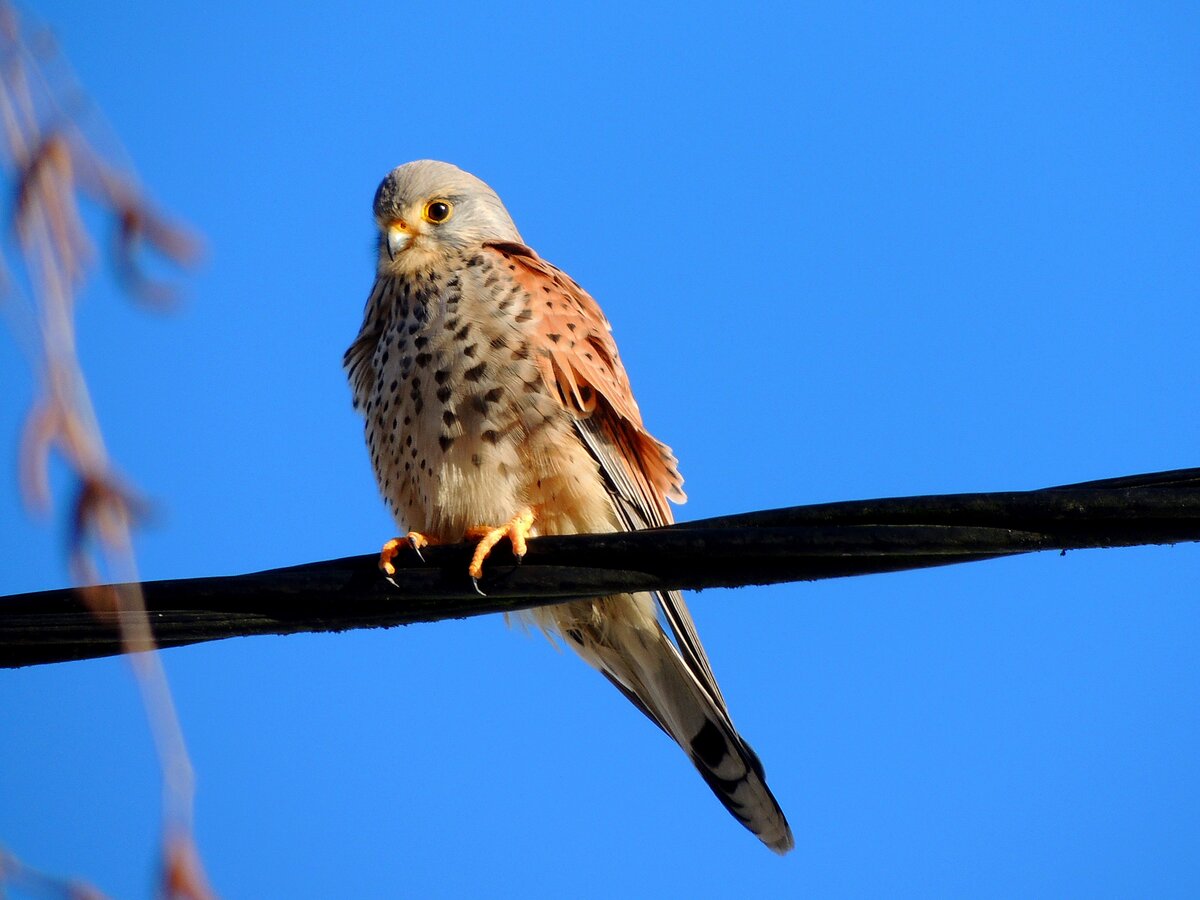 Turmfalke (Falco-tinnunculus) h�lt auf einer isolierten Freileitung Ausschau nach Nahrung; 260104 