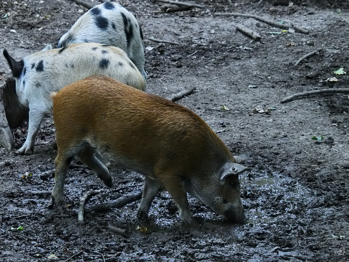 Turopolje-Schweine gehören zu den gefährdeten Haustierrassen. (Ivenacker Eichen, August 2021)