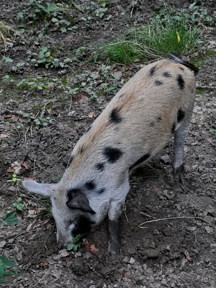 Turopolje-Schweine sind sehr robust, resistent gegen Kälte und gegen Schweinekrankheiten. (Ivenacker Eichen, August 2021)