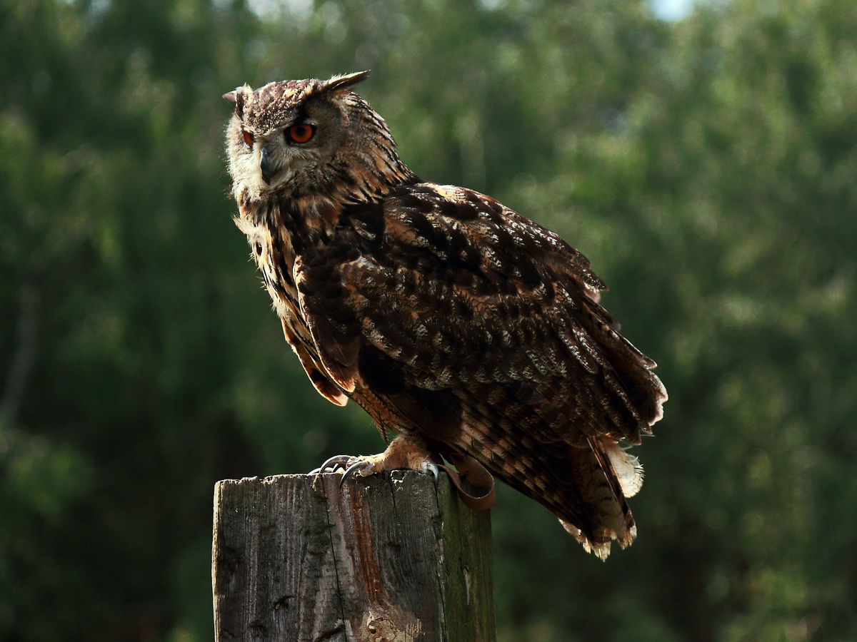 Uhu auf den Falkenhof Ravensberg in Potsdam am 04. August 2017.