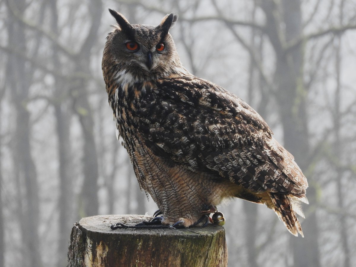 UHU  HUGO  IM TIERPARK NIEDERFISCHBACH/SIEGERLAND
Mit Sicherheit die schnsten Augen im Siegerland hat UHU HUGO,hier am 23.3.2019 bei der Greifvgel-
Vorfhrung durch den Tierpark-Falkner...auch in Kindergrten,Schulen oder Altersheimen ist er zu Besuch...
Die aufgerichteten  Ohrpinsel  zeigen,dass er entspannt ist..wird ihm die Streichelei mal zu viel,
legt er sie nach hinten...mit Dank und Gru an die FALKNEREI MARCO WAHL.