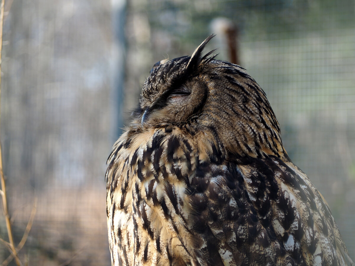 UHU im Tiergehege Zeulenroda. Foto 3.3.24