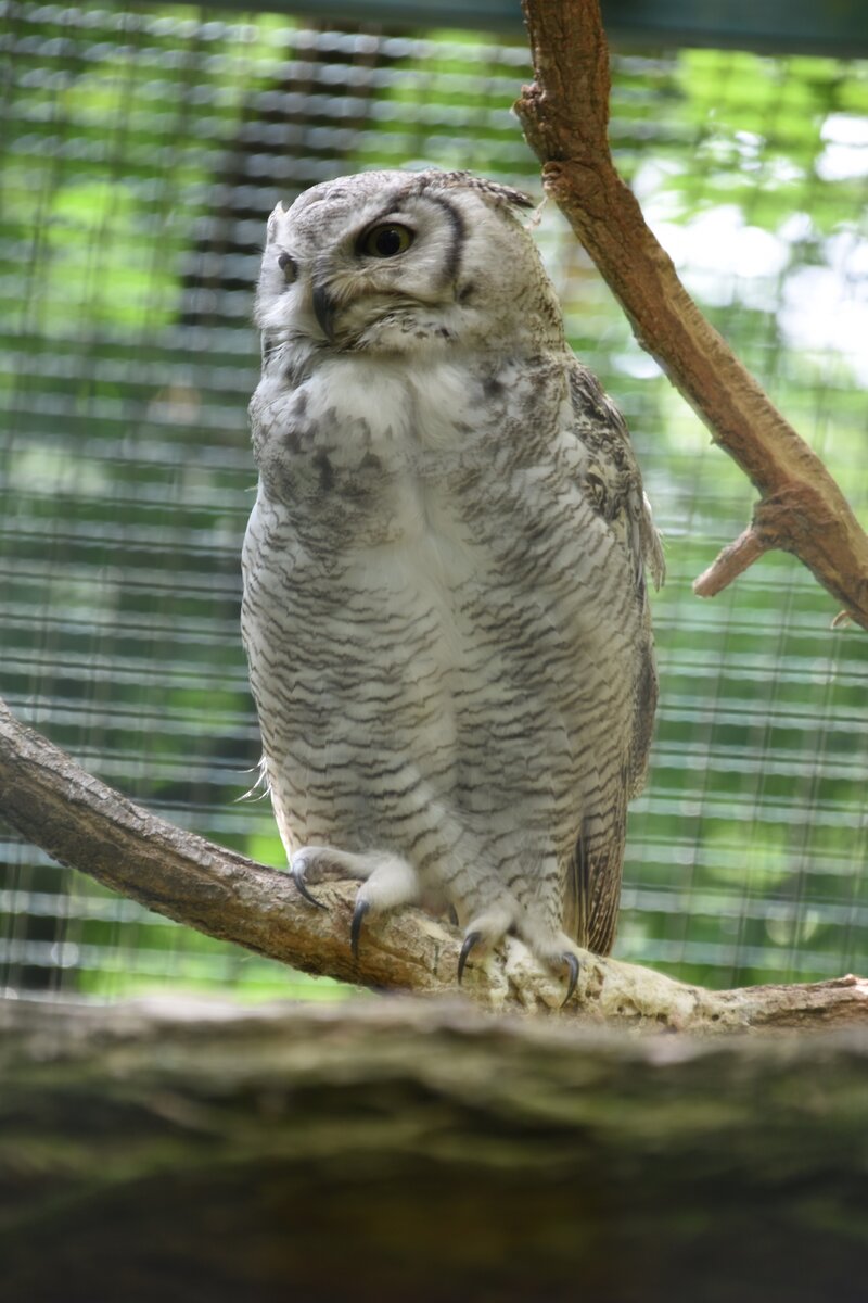 Uhu im Tierpark Berlin (BERLIN/Deutschland, 21.06.2019)