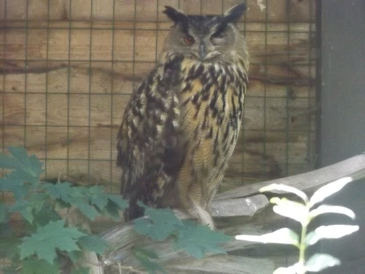 Uhu im Tierpark der Lutherstadt Wittenberg am 19.06.2016