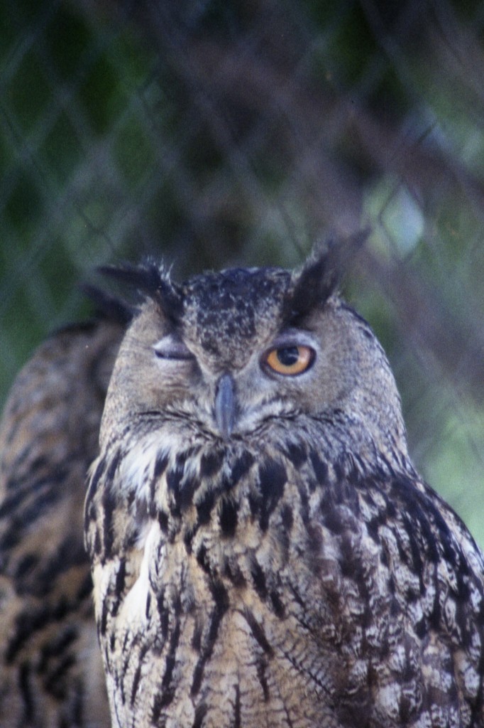 Uhu im Zoo (LISBOA, Distrikt Lissabon/Portugal, 10.06.1984) -- Foto eingescannt