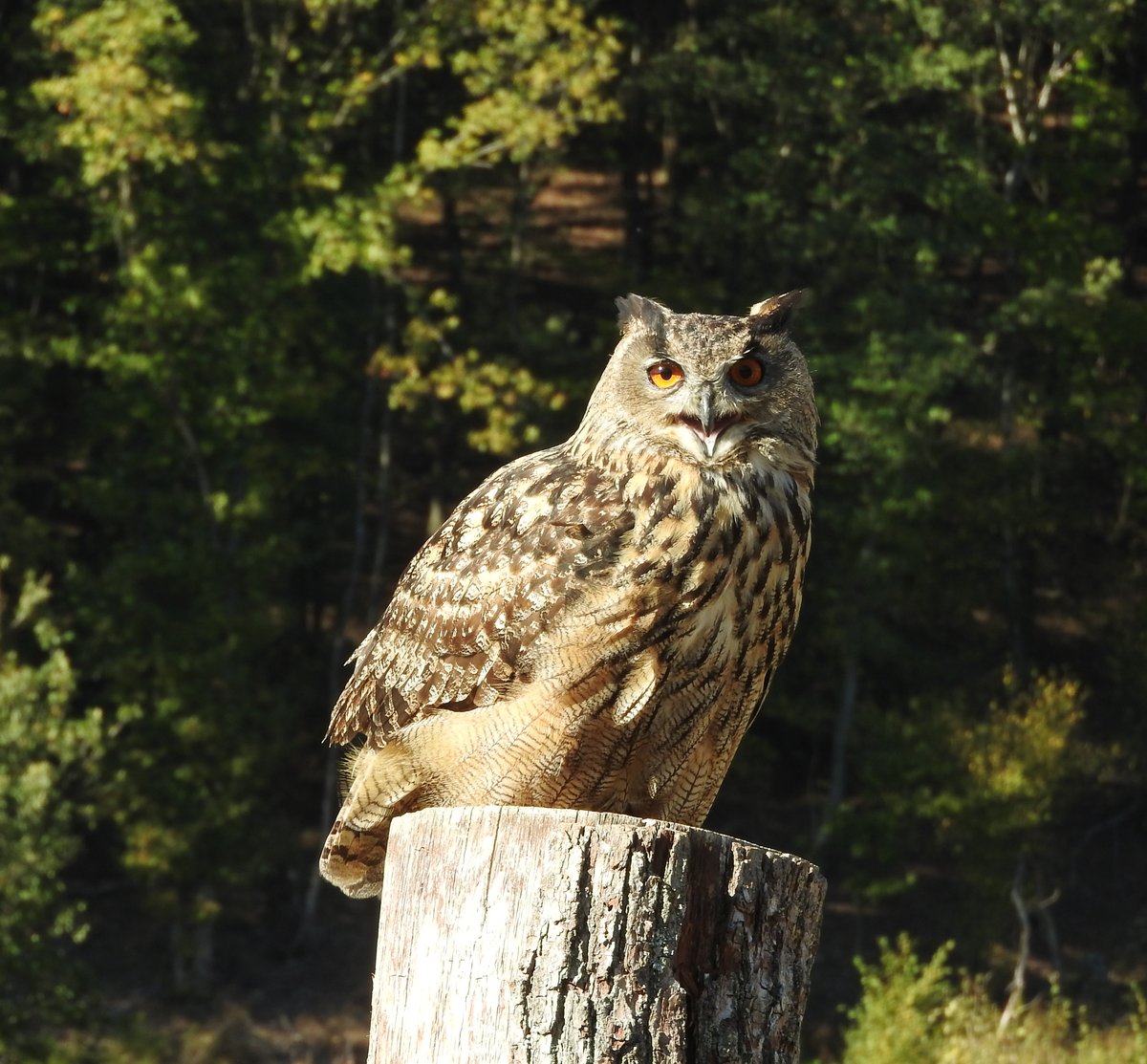 UHU(BUBO-BUBO),GRSSTE EULENART IM TIERPARK NIEDERFISCHBACH
Hier,am 30.9.2018,wirklich mal auerhalb der Voliere,wo man solche groen Greife in Tierparks hufig sieht...
Bei der Freiflug-Vorfhrung durch den Tierpark-Falkner erfuhr man viel Wissenswertes ber die grte
Eulenart,die bei der Jagd auf Raben,Krhen ,Tauben und sogar Musebussarde erfolgreich ist.....