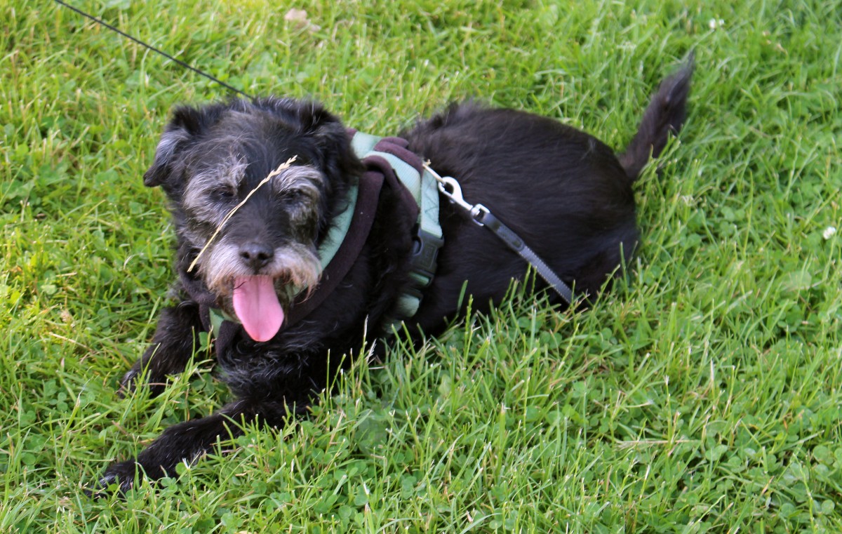 Unbeeindruckt vom Zweig auf der Schnauze wartet unser Schnauzer-Mischling Marci auf die Fortsetzung des Spazierganges am 26.7.2014.