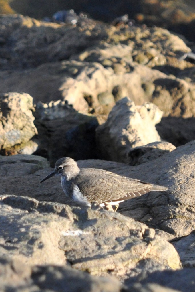 unbekannter Vogel in Praia da Rocha (PORTUGAL - Portimão, 27.04.2014)