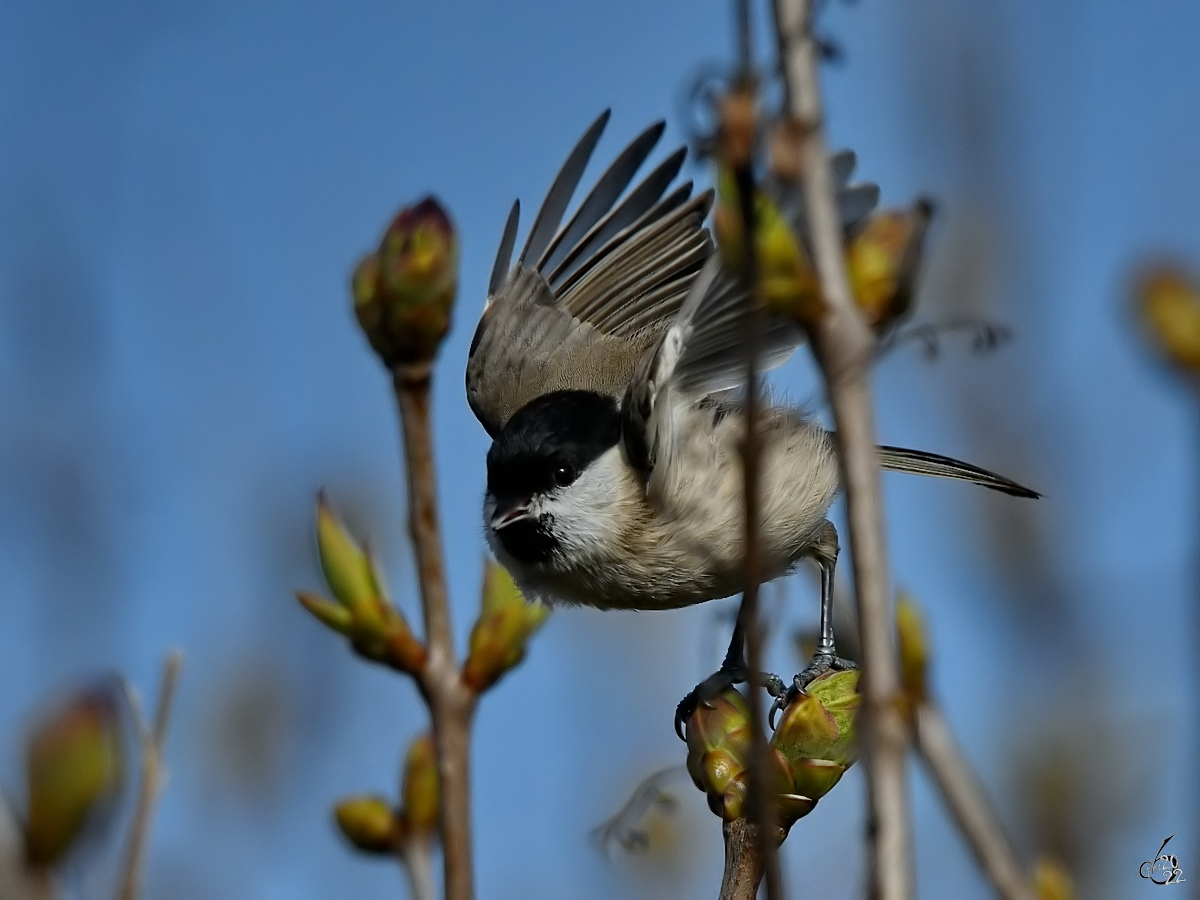 ...und Abflug - eine Sumpfmeise in Priwall. (Mrz 2022)